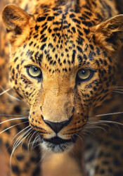 Пазл Фрея Леопард на охоте, 1000 элементов